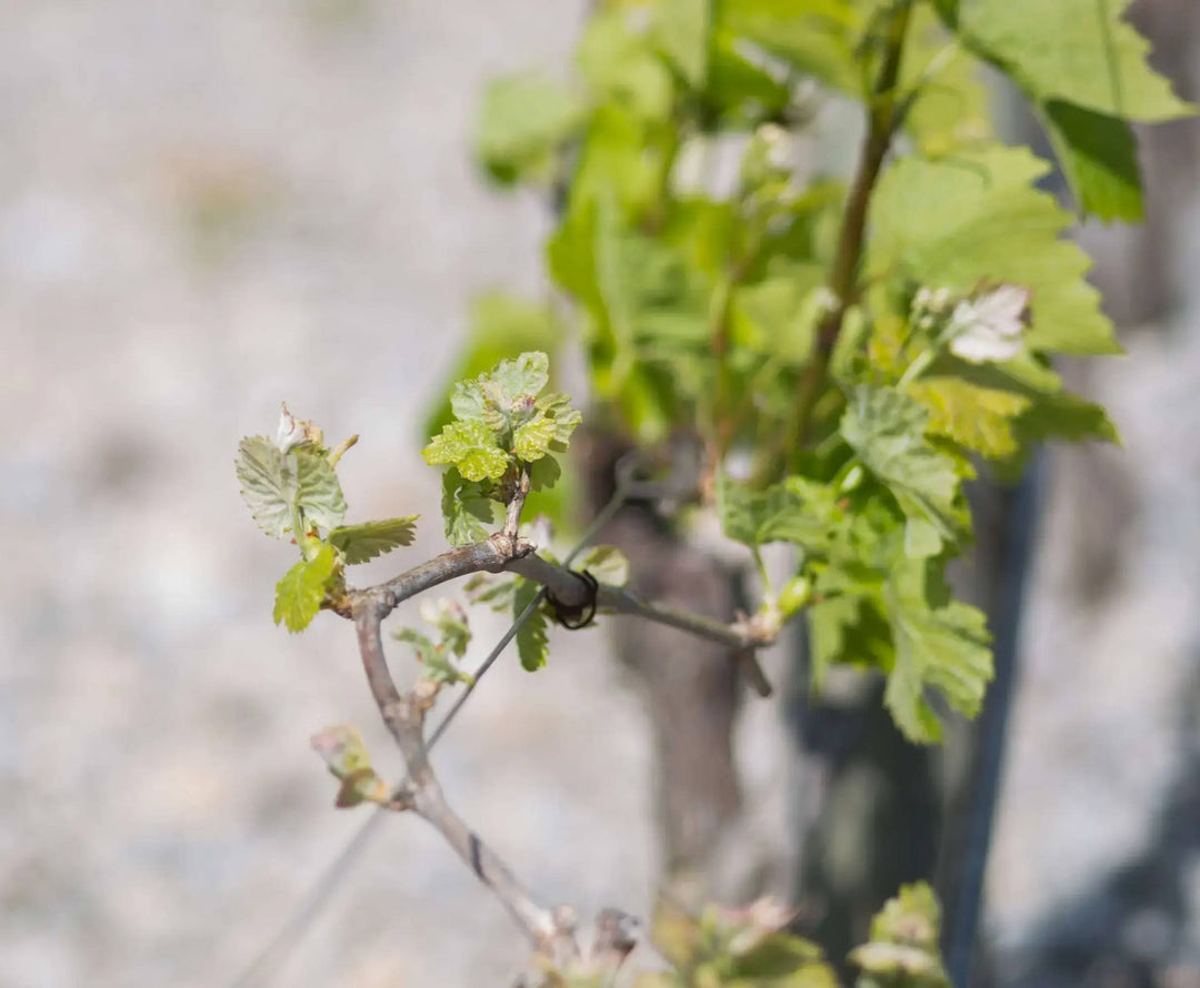 cépage vin blanc