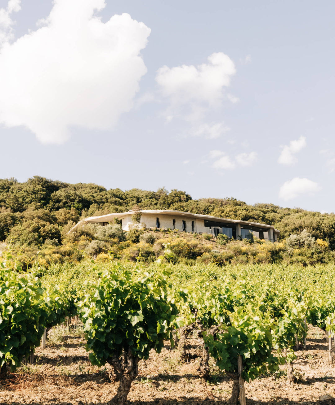 Clos du temple vignoble