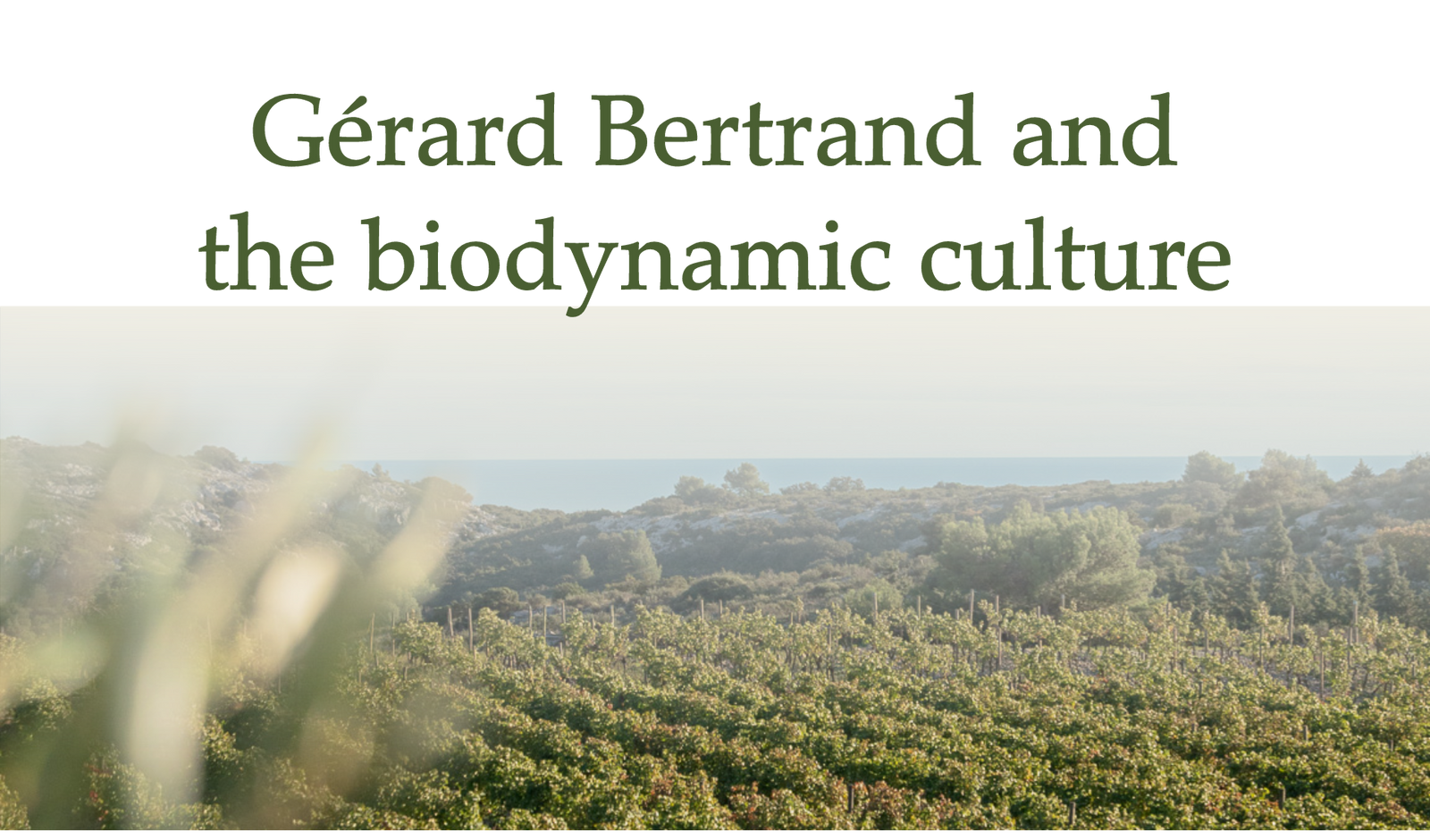 Gérard Bertrand 
The biodynamic culture