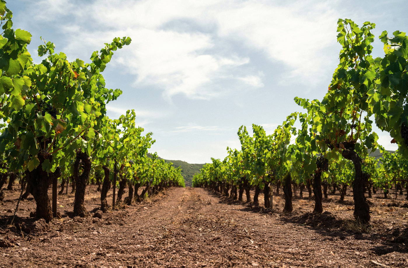 un rosé qui exprime son terroir