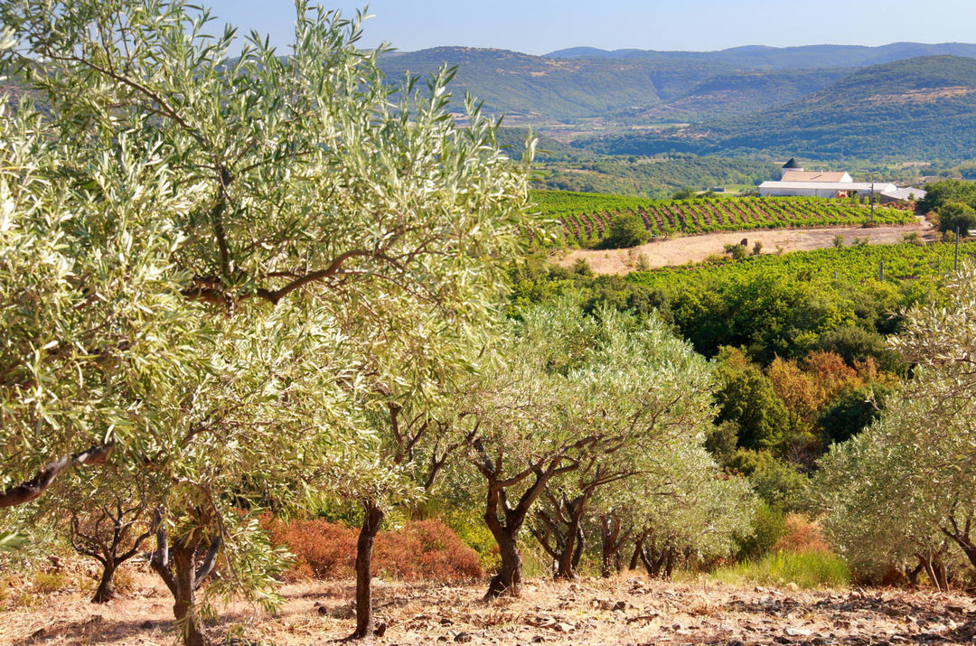 Un vin rosé biologique du languedoc