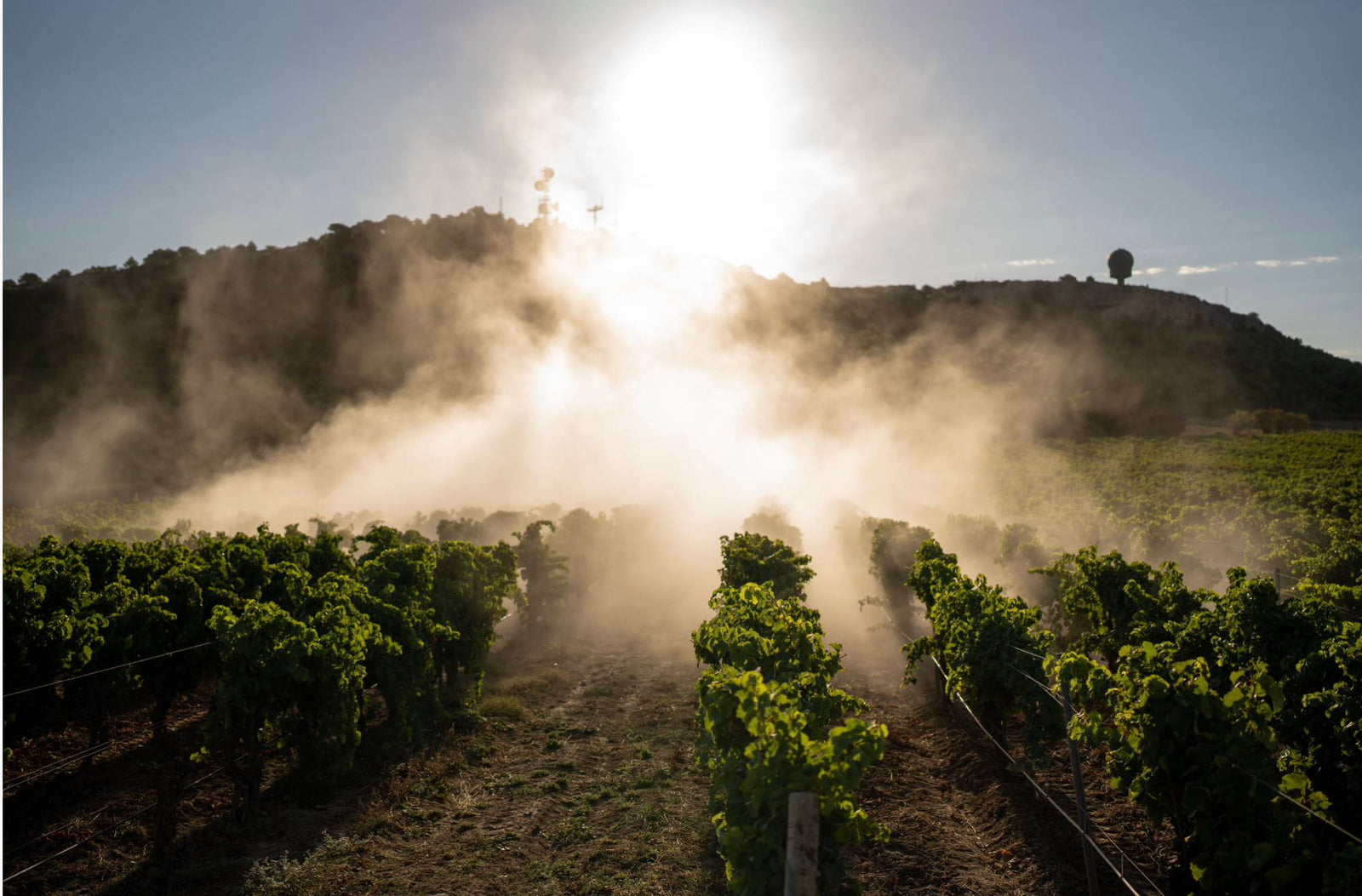 Les vins rosés biodynamique de Gérard Bertrand