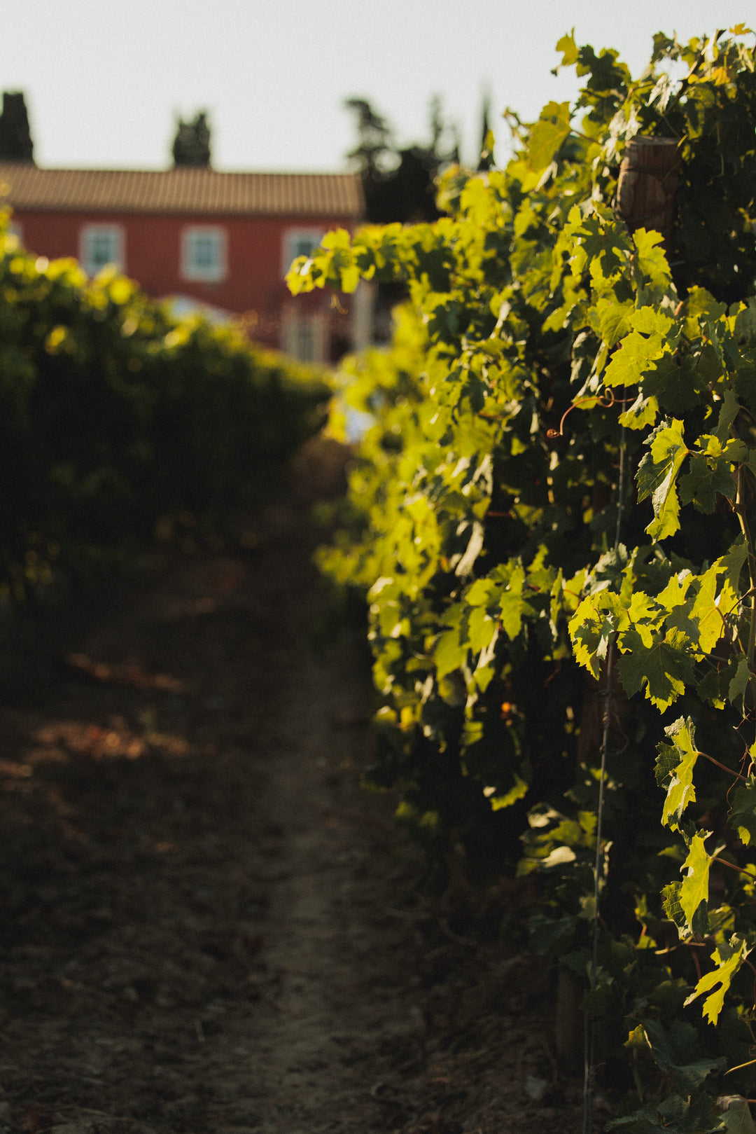 Comprendre la fabrication du vin rosé 