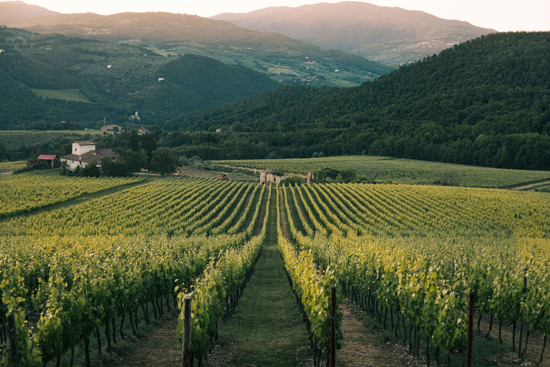 vin blanc du Languedoc : À la découverte du vin de la région 