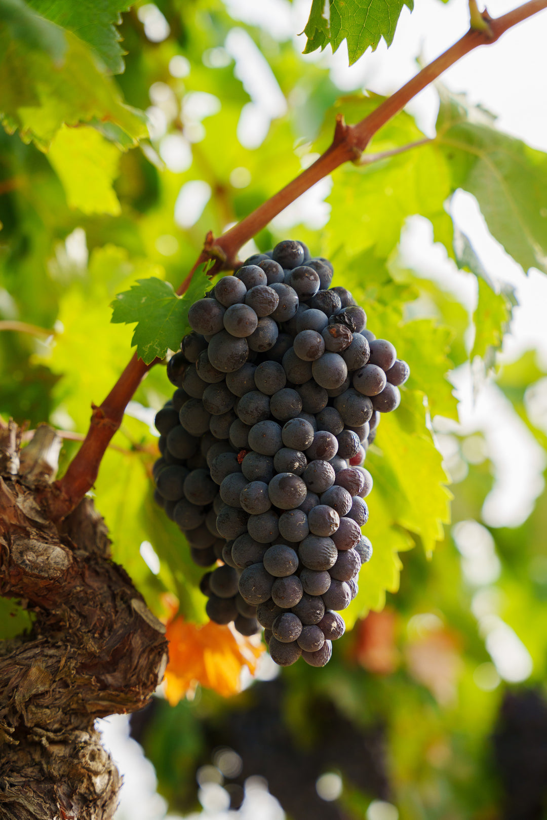 Un Savoir-Faire Traditionnel du Languedoc