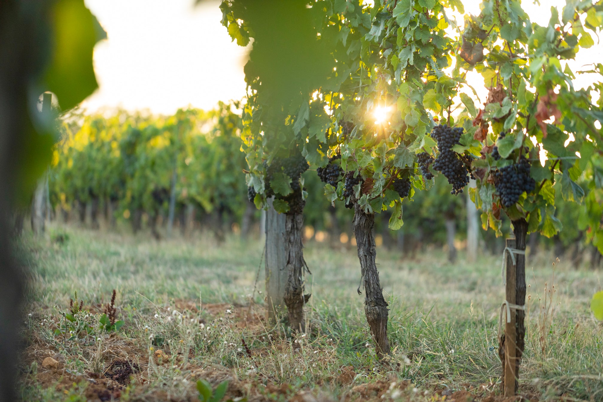 Le vin biologique : la nouvelle tendance