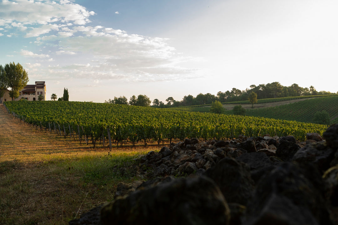 Blanc de blancs : Le charme du vin blanc du Languedoc