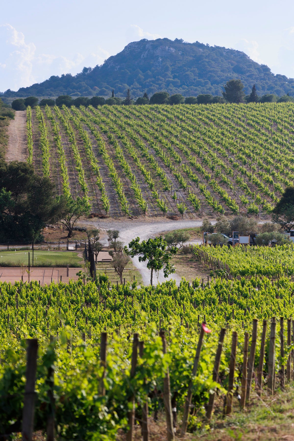 Qu'est-ce qu'un Vin Naturel ?